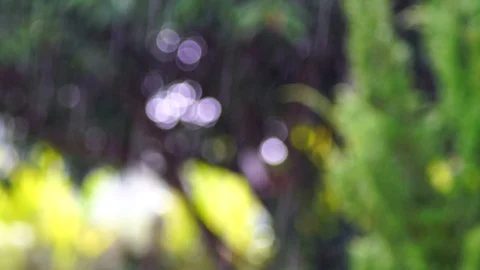 Rain falls in the garden The background is a tree with light sunshine. chiang Stock Footage 86485536