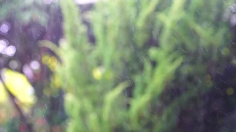 Rain falls in the garden The background is a tree with light sunshine. chiang Stock Footage 86485578
