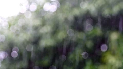 Rain falls in the garden The background is a tree with light sunshine. chiang Stock Footage 86485588