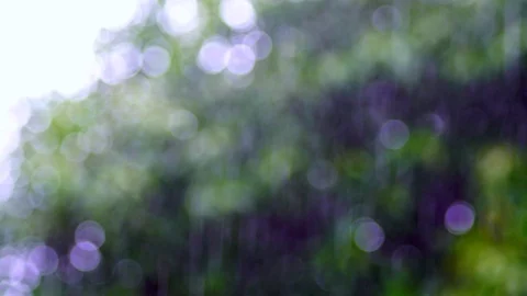 Rain falls in the garden The background is a tree with light sunshine. chiang Stock Footage 86485599