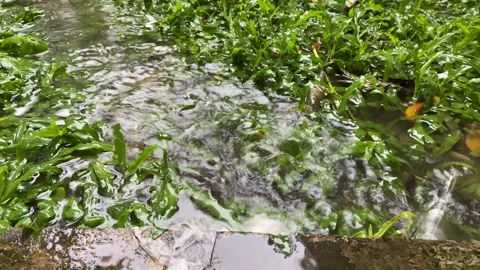 Rain falls on grass Stock Footage 320521907