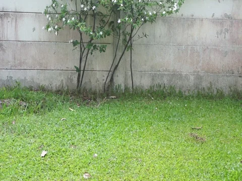 Rain falls on the green grass Stock Footage 74513478