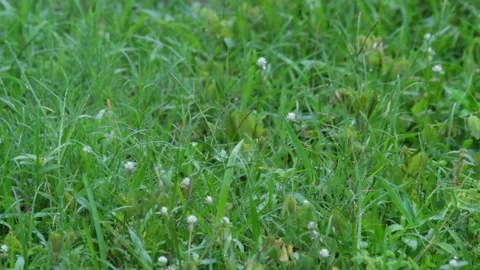 Rain falls on green grass Stock Footage 323150704
