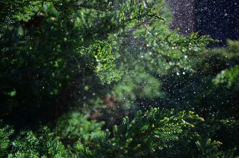 Rain falls on the green tree juniper Stock Photos