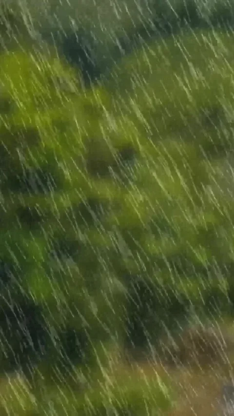 Rain falls in green trees forest, natural beautiful rainstorm landscape Stock Footage 326810544