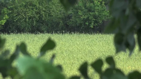 Rain falls on green wheat field through tree branches with wet crops - Tree Wood Stock Footage 339814447