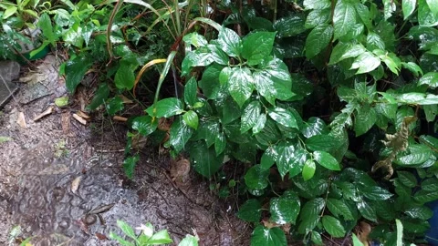 Rain falls to the ground Stockbeeldmateriaal 292468638