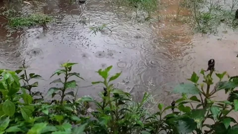 Rain falls to the ground making muddy puddles in the garden Stock Footage 291793915