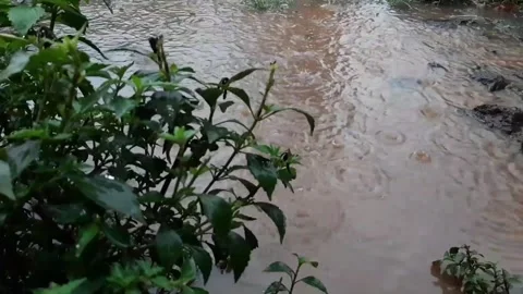 Rain falls to the ground making muddy puddles in the garden Stock Footage 291793922