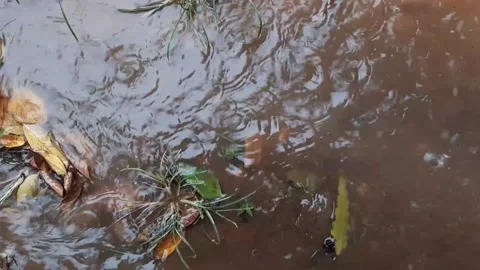 Rain falls to the ground making muddy puddles in the garden Stock Footage 293112226