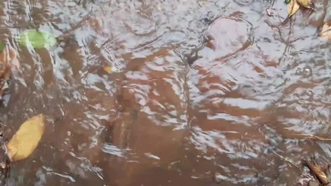 Rain falls to the ground making muddy puddles in the garden Stock Footage 293112244