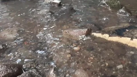 Rain falls to the ground making muddy puddles in the garden Stock Footage 293112245