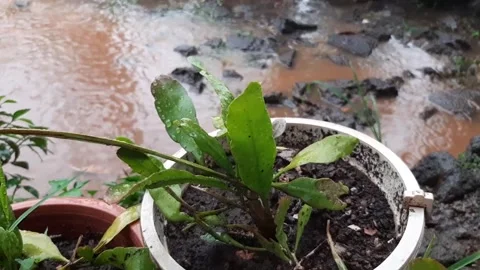 Rain falls to the ground making muddy puddles in the garden Stock Footage 293112246