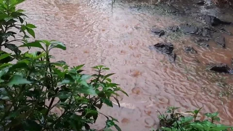 Rain falls to the ground making muddy puddles in the garden Stock Footage 293112257