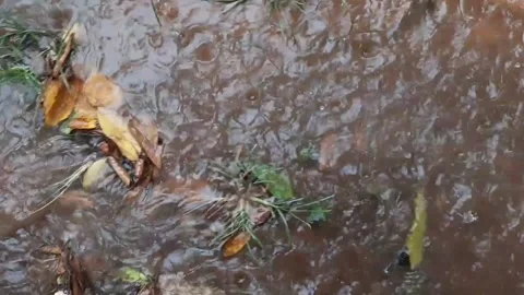 Rain falls to the ground making muddy puddles in the garden Stock Footage 293112259