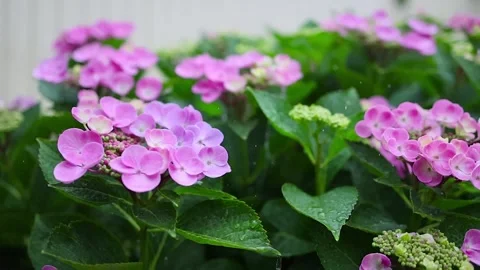 Rain falls on hydrangeas in slow motion Stock Footage 288987084