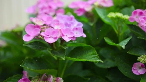 Rain falls on hydrangeas in slow motion Stock Footage 289392452