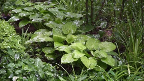 Rain falls on large green moist leaves Vidéo 195213545