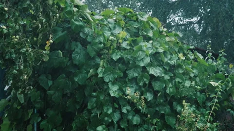 Rain falls on large leaves of grapes. Vine wrapped around house with terrace Stock Footage 159546859