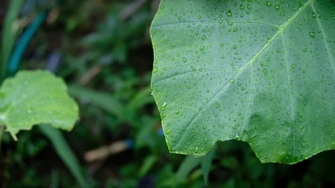 Rain falls on the laves in the forest Stock Footage 91074127