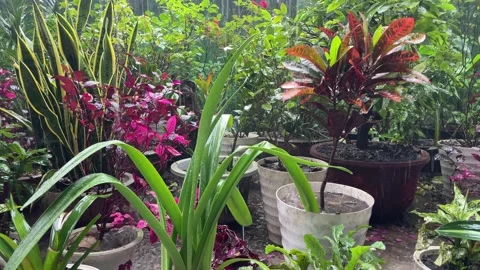 Rain falls in a leafy garden Stock Footage 230161591