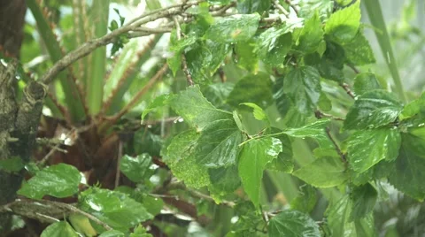Rain falls on leaves during a sun shower. Stock Footage 64221006