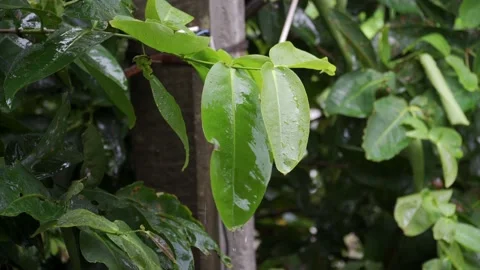 Rain falls on the leaves 스톡 동영상 156053431