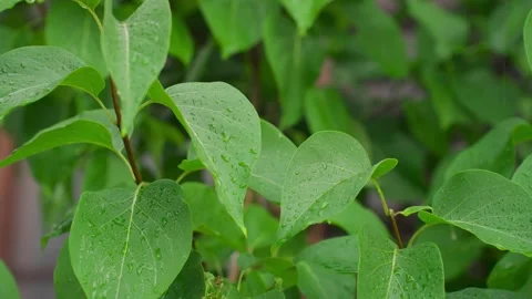 Rain falls on the leaves of trees and plants Video stock 329093174