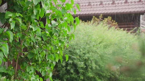 Rain falls on the leaves of trees and plants Video stock 329093175