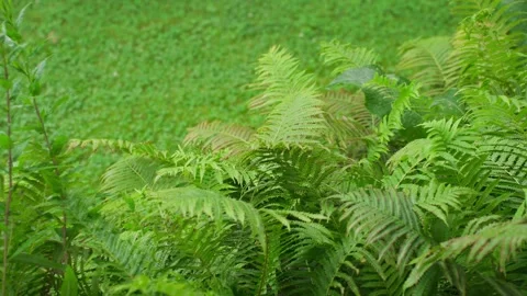 Rain falls on the leaves of trees and plants Stock-Footage 329093178