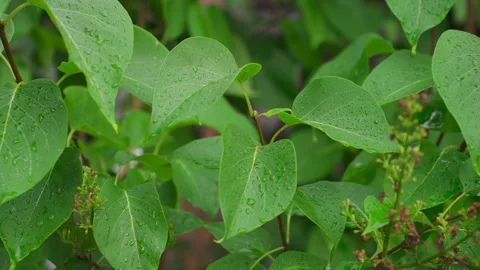 Rain falls on the leaves of trees and plants Stock Footage 329093185