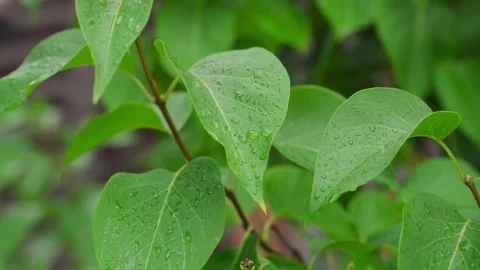 Rain falls on the leaves of trees and plants Video stock 329093218