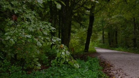 Rain falls on the leaves of the trees in forest. Gloomy rainy day in nature Stock Footage 140183645