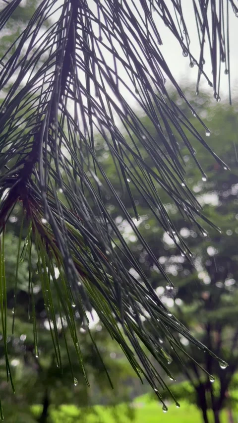 Rain falls on long green pine needles during seasonal rainfall. Wet pine Stock Footage 343623850
