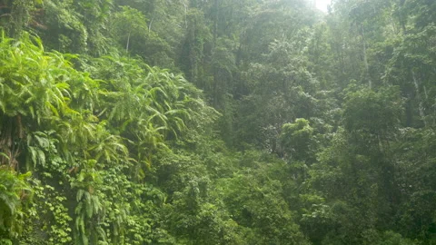 Rain falls on the lush forest in the jungle, in Indonesia Stock Footage 221860904