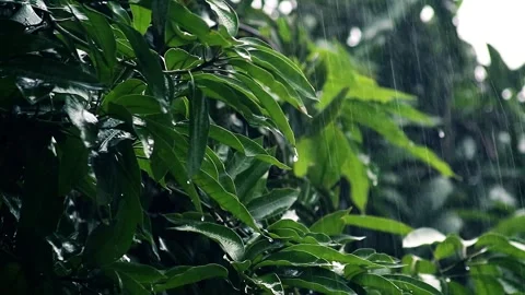Rain falls on the mango tree Stock Footage 264057784