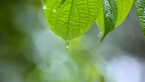 Rain falls on the moist leaves of plants in the rainy season Stock Footage 103542371