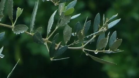 Rain falls on an olive branch Stock Footage 118588264