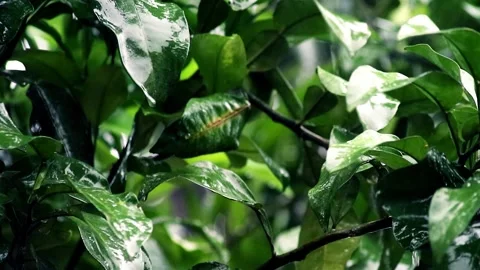 Rain falls on orange leaves Stock Footage 264059232