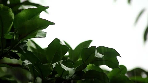 Rain falls on orange leaves Stock Footage 264059309