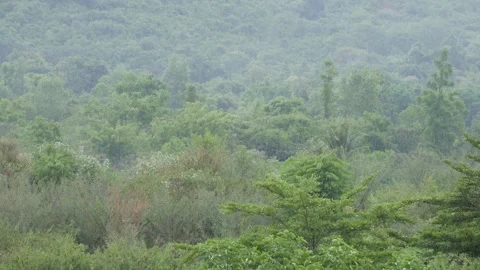 Rain falls over a green forested hillside with thick trees and shrubs in the mis 스톡 동영상 341806870