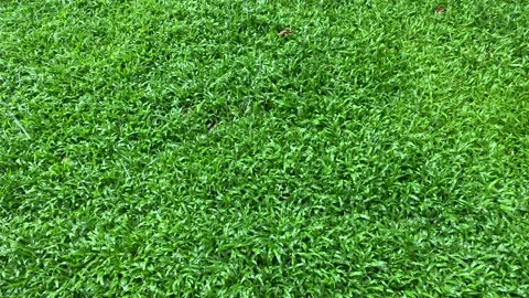 Rain falls over green grass. Rainy Season Background. Stockbeeldmateriaal 194656593