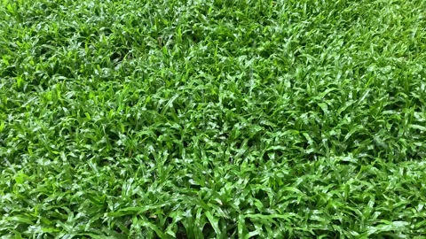 Rain falls over green grass. Rainy Season Background. Stockbeeldmateriaal 194656611