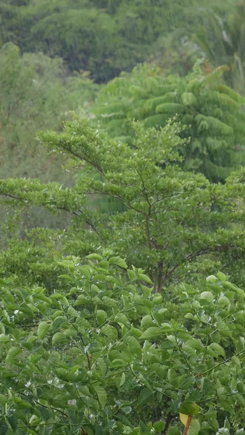 Rain falls over a green hillside forest with thick trees and shrubs. Natural ser Stock Footage 346043203