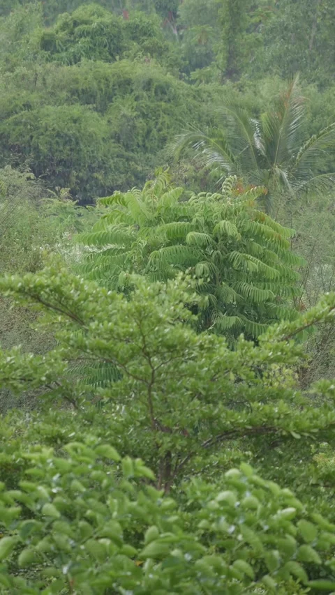 Rain falls over a lush green forested hillside with dense tropical trees and shr Видео 343041423