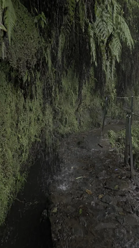 Rain falls over a moss-covered levada trail in the Laurisilva forest, Rabaçal Stock Footage 310024577