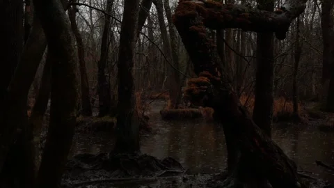 Rain falls over the swampy forest Stock Footage 242391794