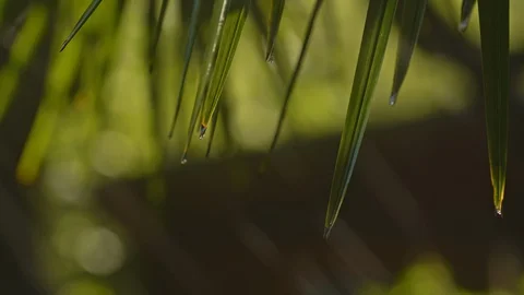 Rain falls on a palm tree on a sunny day 4k. Stock-Footage 129133864