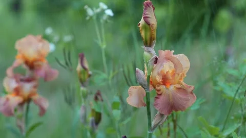 Rain Falls On A Peach Iris Flower Stock Footage 337189557