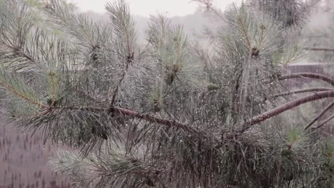 Rain falls on the pine branches Stock Footage 299752803